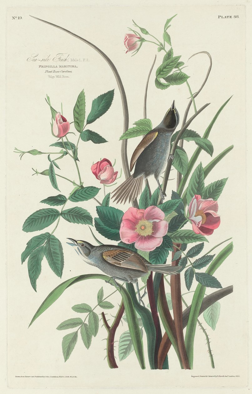 Fringuello marino da Robert Havell