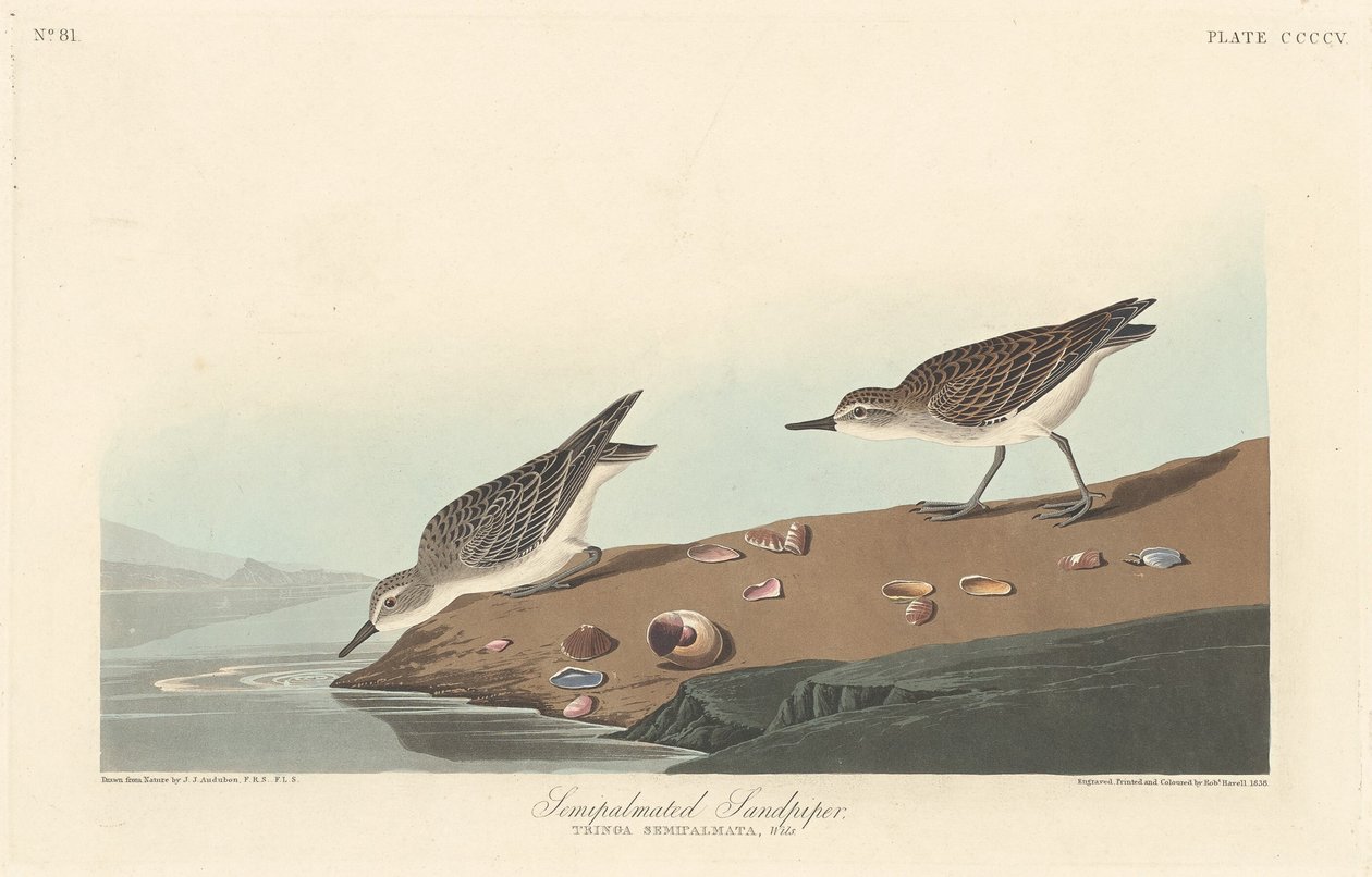 Piro-palmato da Robert Havell