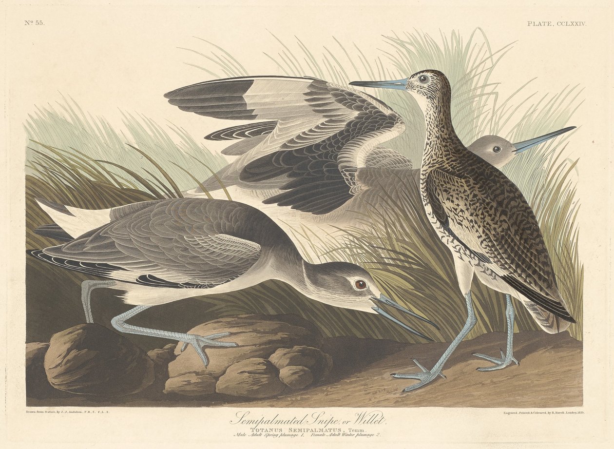 Piro-palmato o Willet da Robert Havell