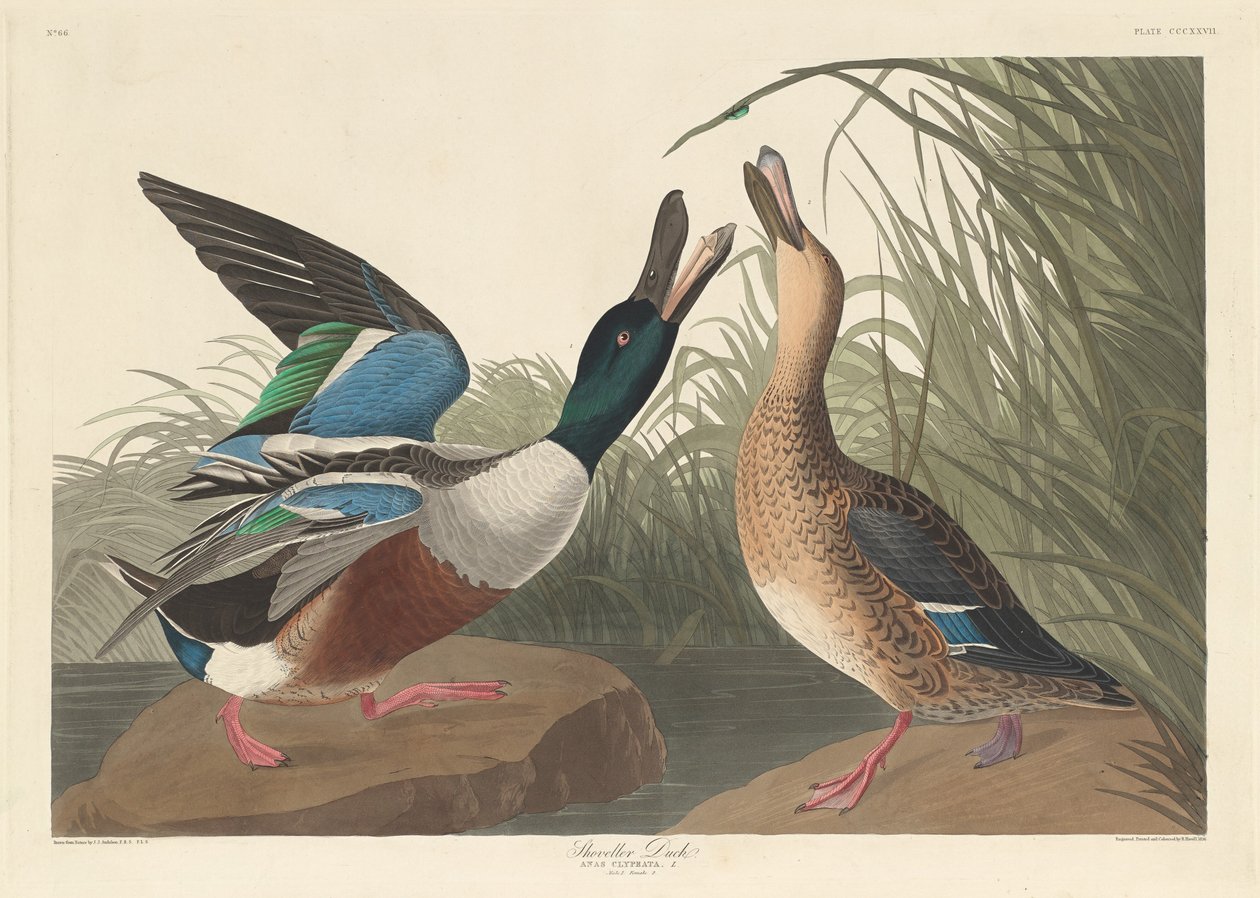 Anatra Mestolone, 1836 da Robert Havell