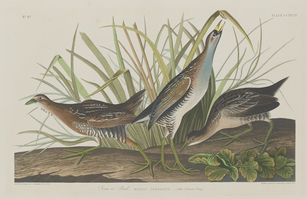 Sora o Rail, 1834 da Robert Havell