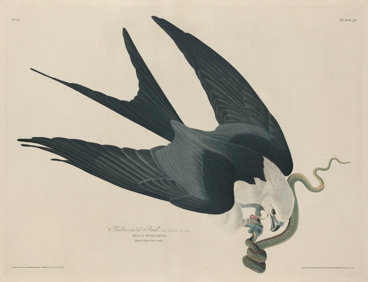 Falco codaswallow, 1829 da Robert Havell
