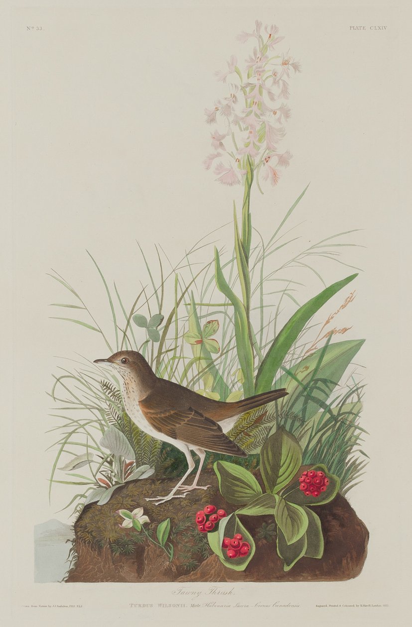 Tordo Fulvo da Robert Havell