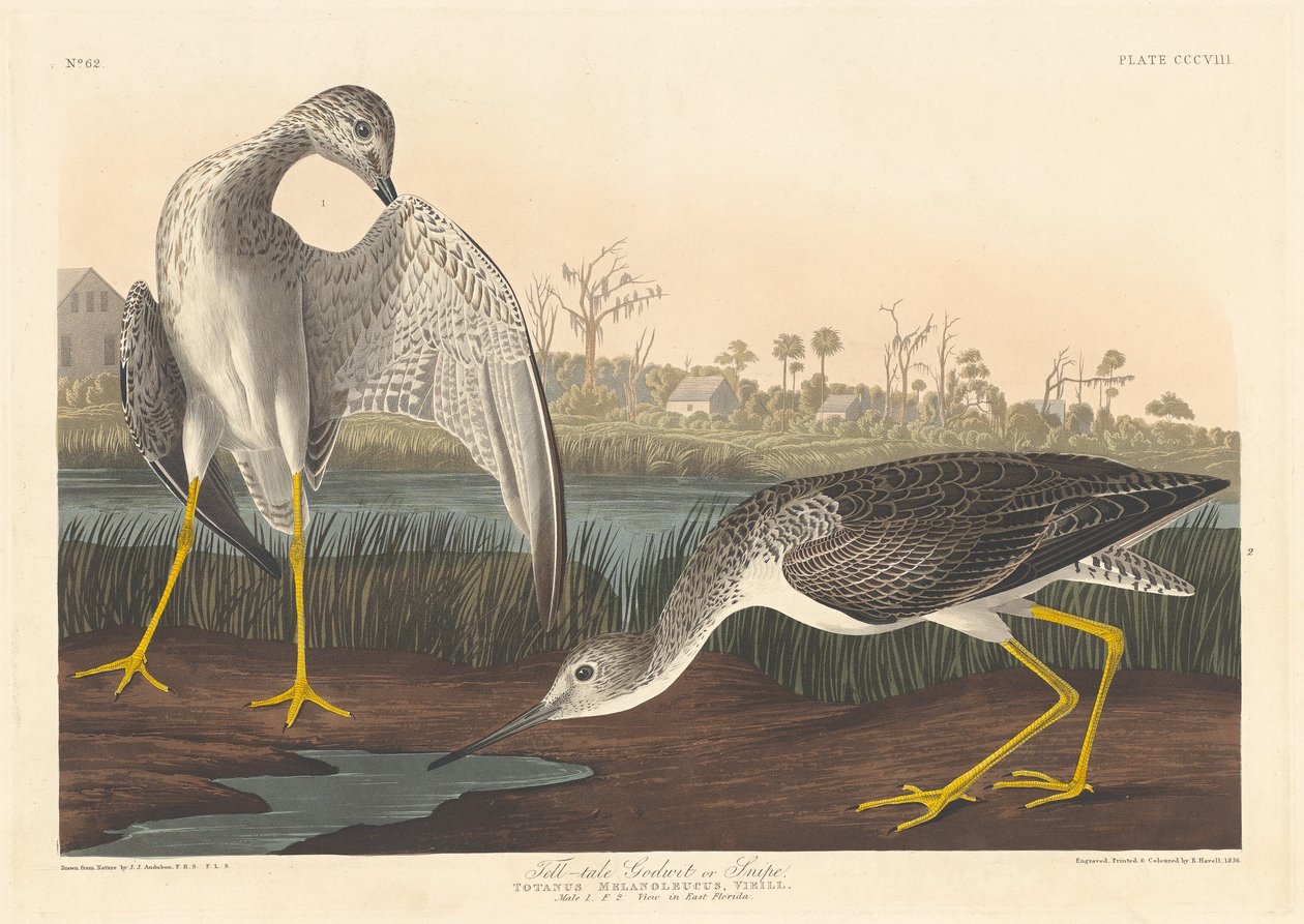 Godwit spione, 1836 da Robert Havell