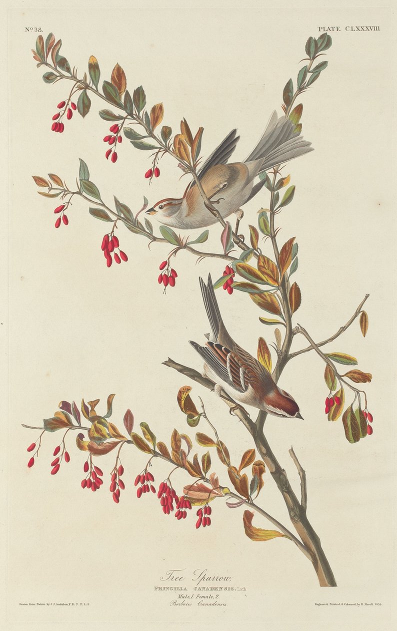 Passero arboricolo, 1834 da Robert Havell
