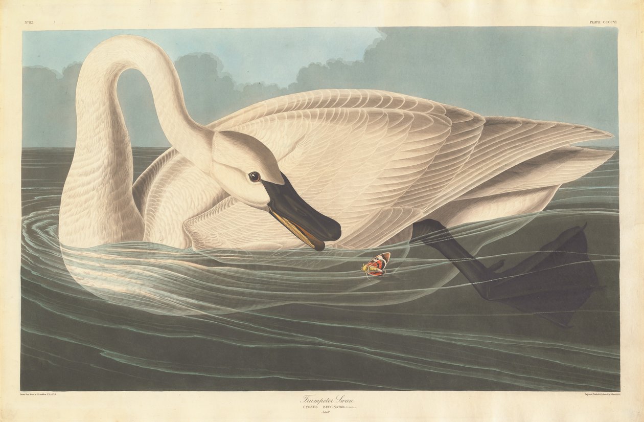 Cigno trombettiere, 1838 da Robert Havell