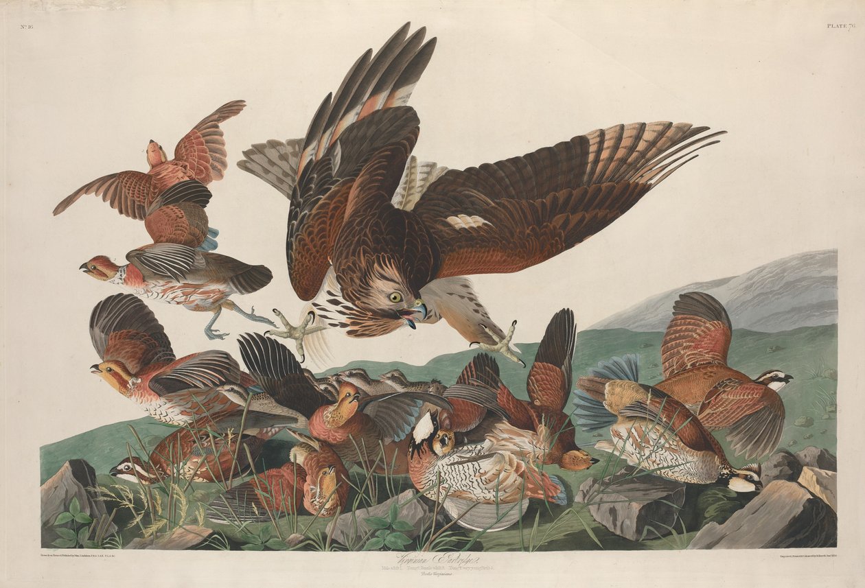 Pernice della Virginia, 1830 da Robert Havell
