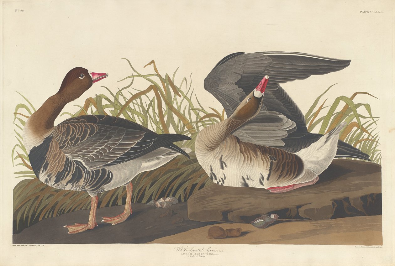 Oca dalla fronte bianca, 1836 da Robert Havell