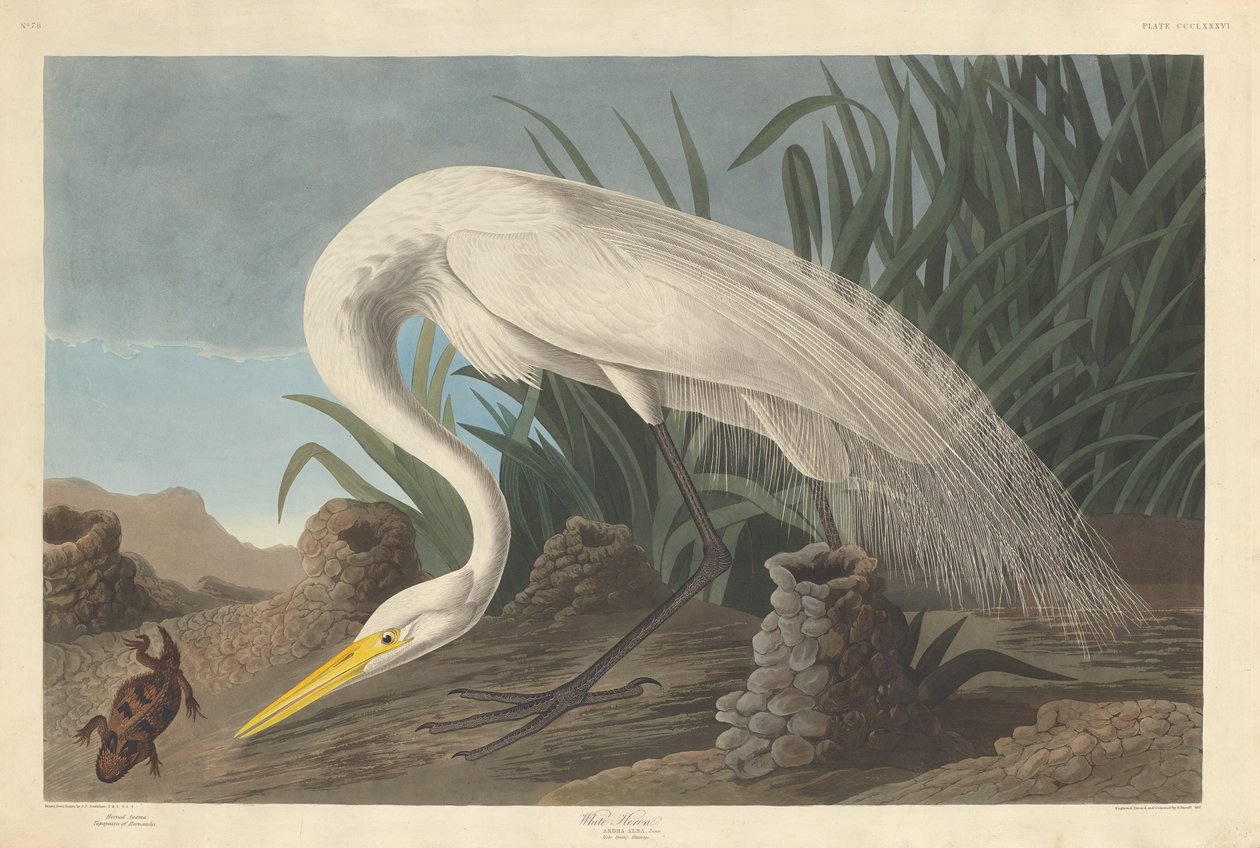 Airone bianco, 1837 da Robert Havell