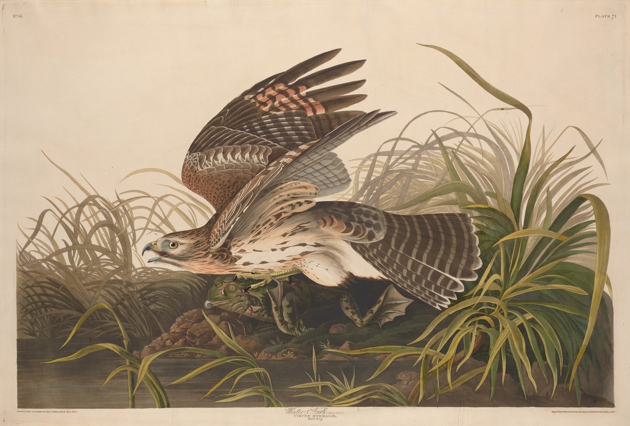 Falco invernale, 1829 da Robert Havell