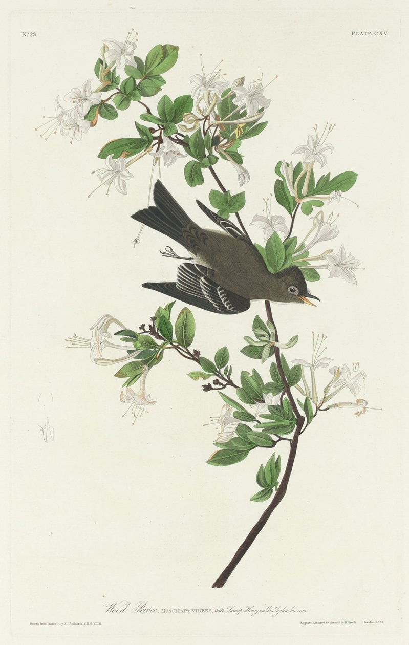 Pewee del legno da Robert Havell