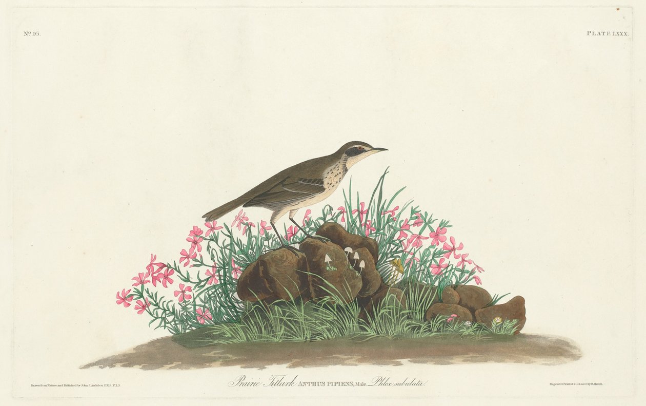 Prateria Titlark da Robert Havell, Jr. after John James Audubon