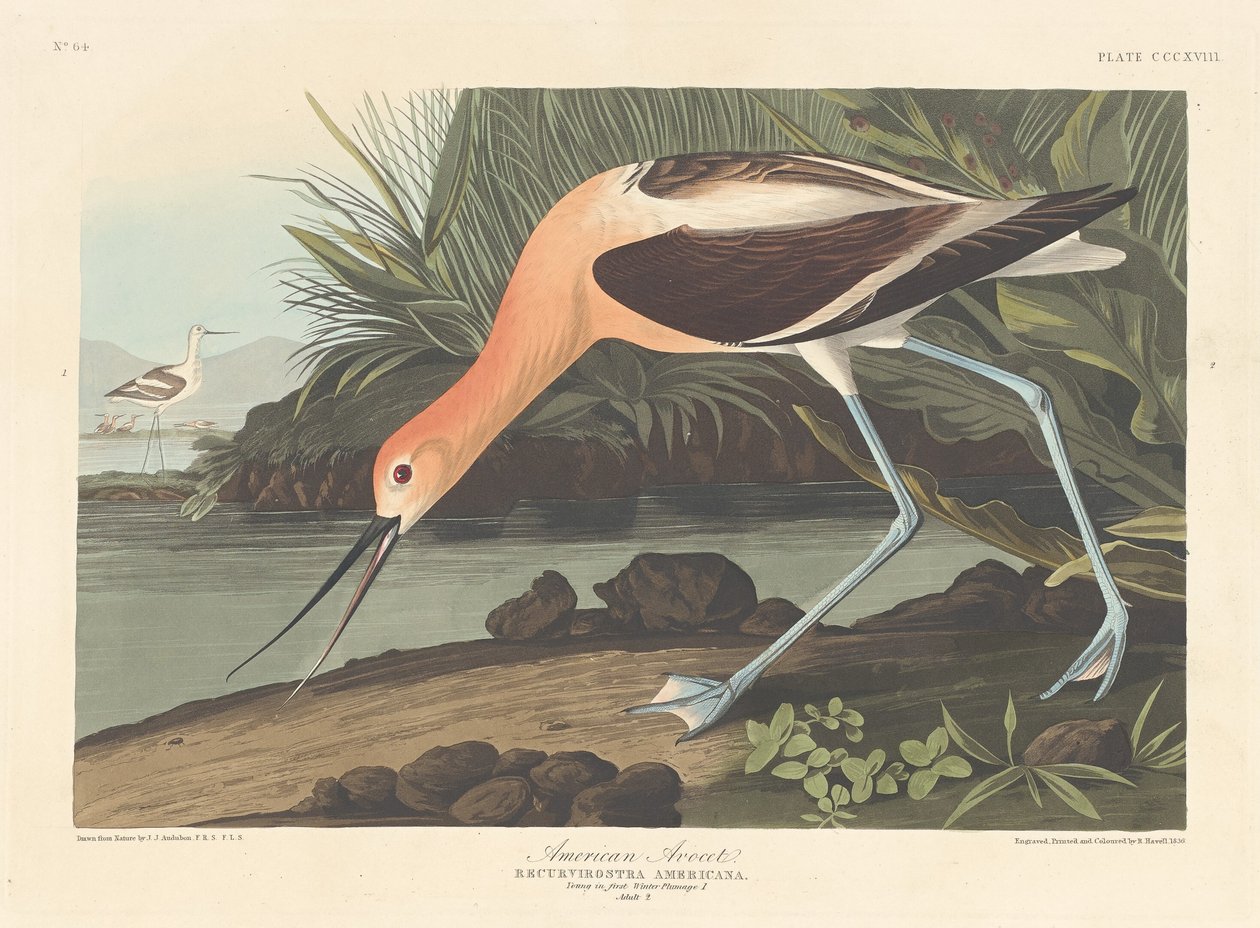 Avocetta Americana da Robert Havell after John James Audubon