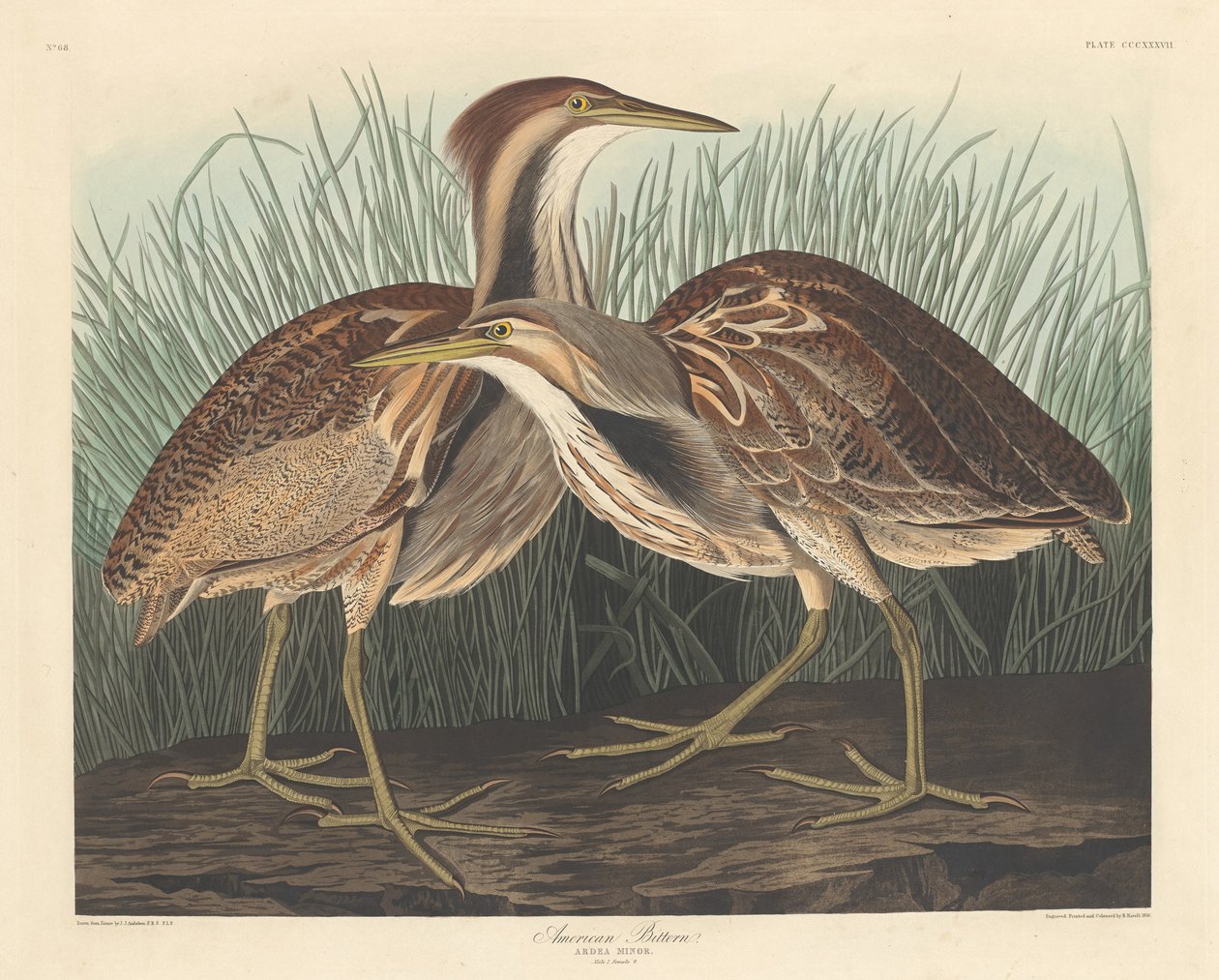 Tarabuso americano da Robert Havell after John James Audubon