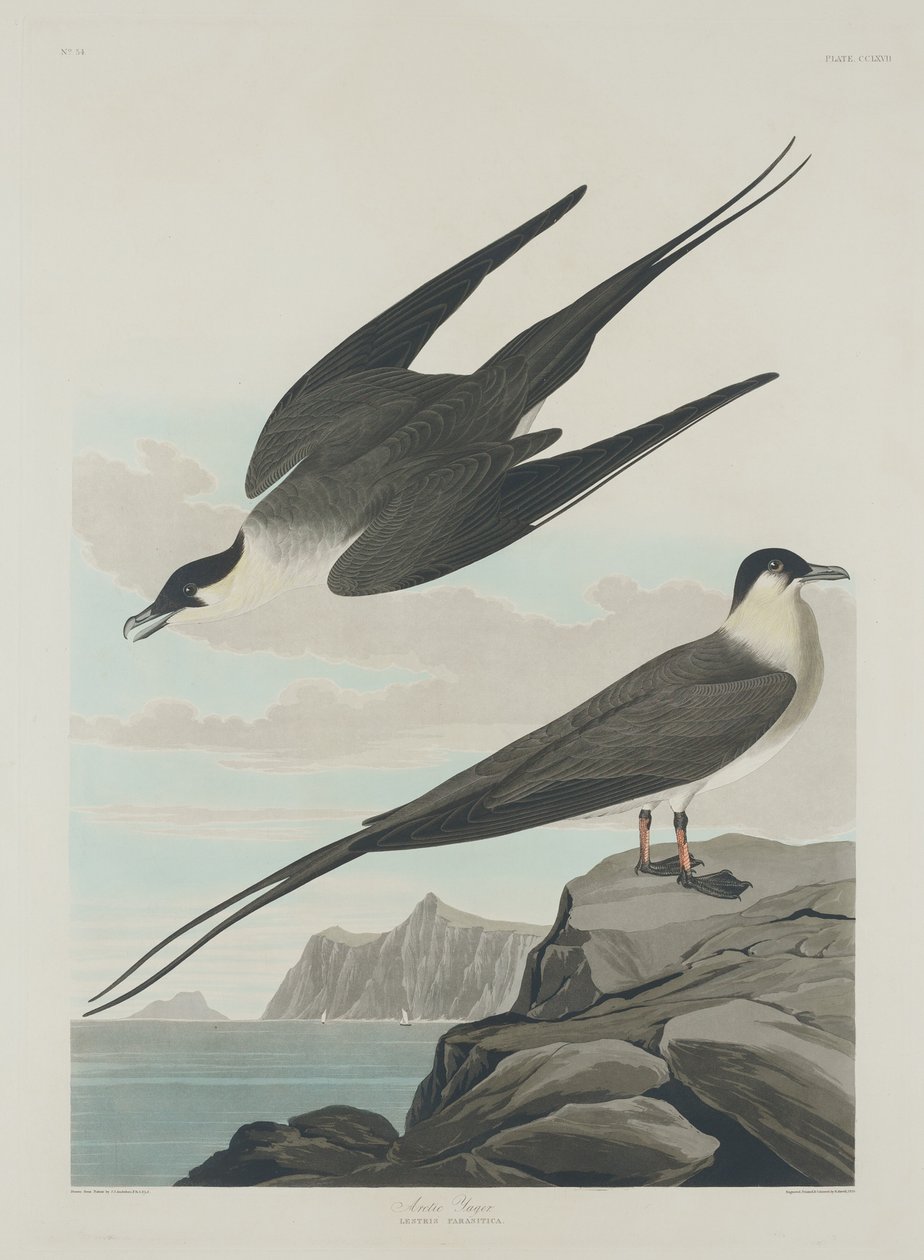 Jager artico da Robert Havell after John James Audubon