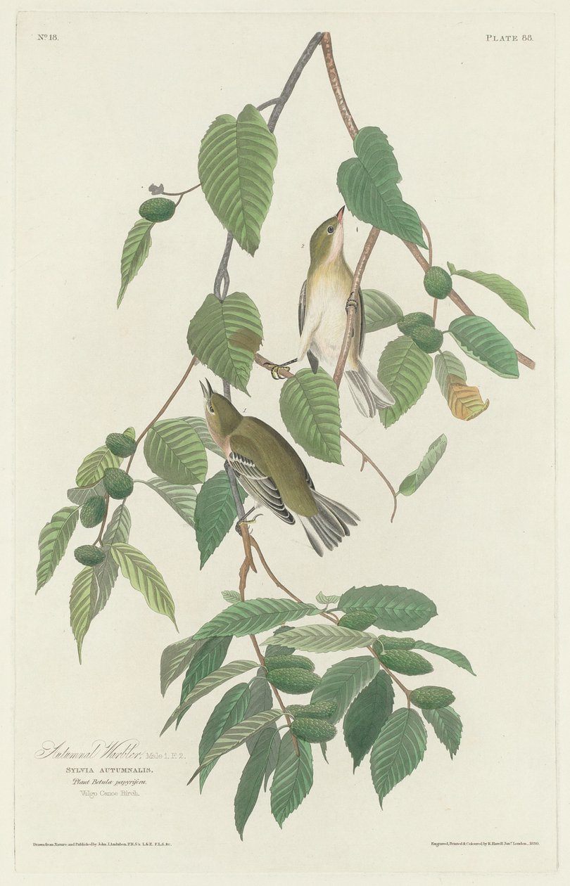 Beccafico autunnale da Robert Havell after John James Audubon