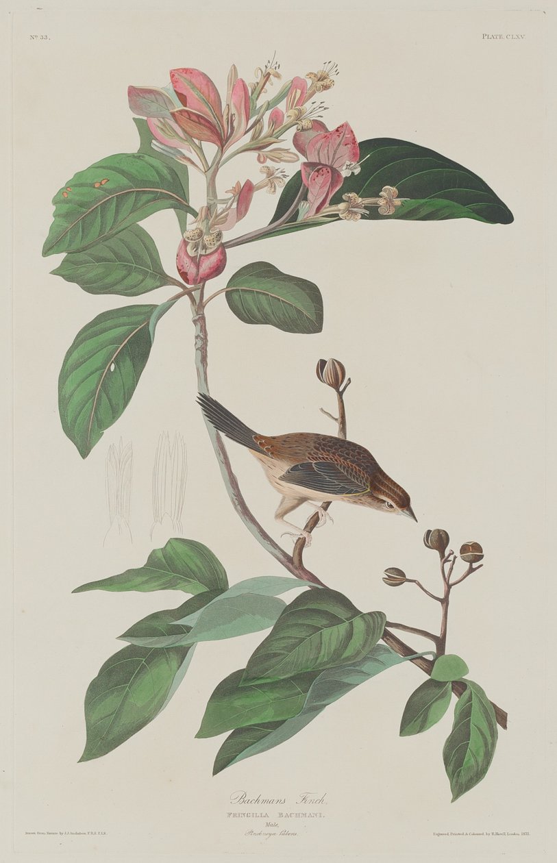 Fringuello di Bachman da Robert Havell after John James Audubon