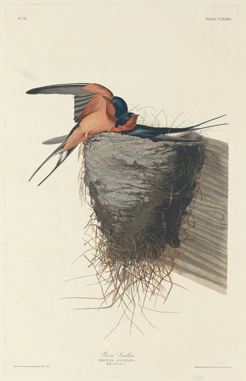 Rondine da Robert Havell after John James Audubon