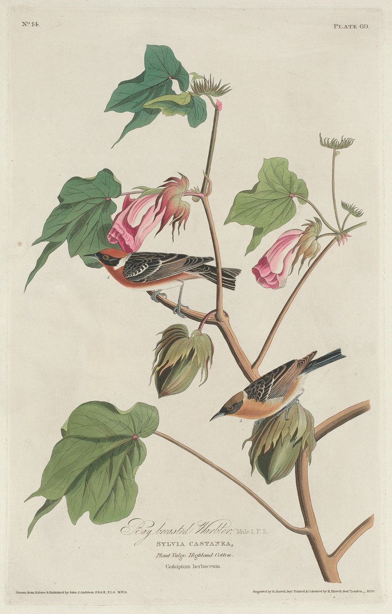 Parula petto castano da Robert Havell after John James Audubon
