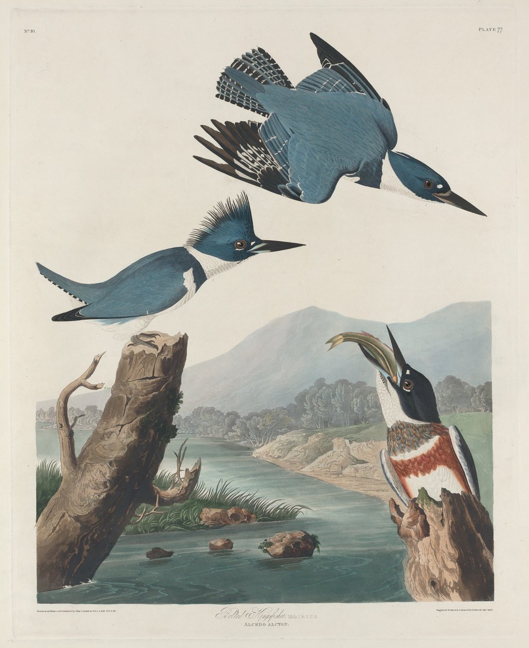 Martin Pescatore Cinturato da Robert Havell after John James Audubon