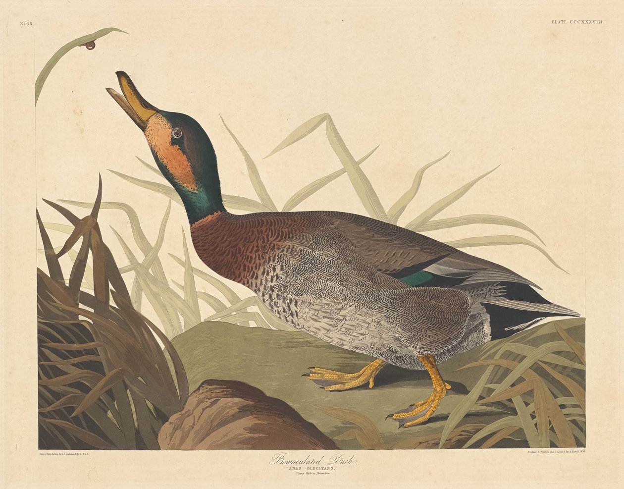 Anatra maculata da Robert Havell after John James Audubon