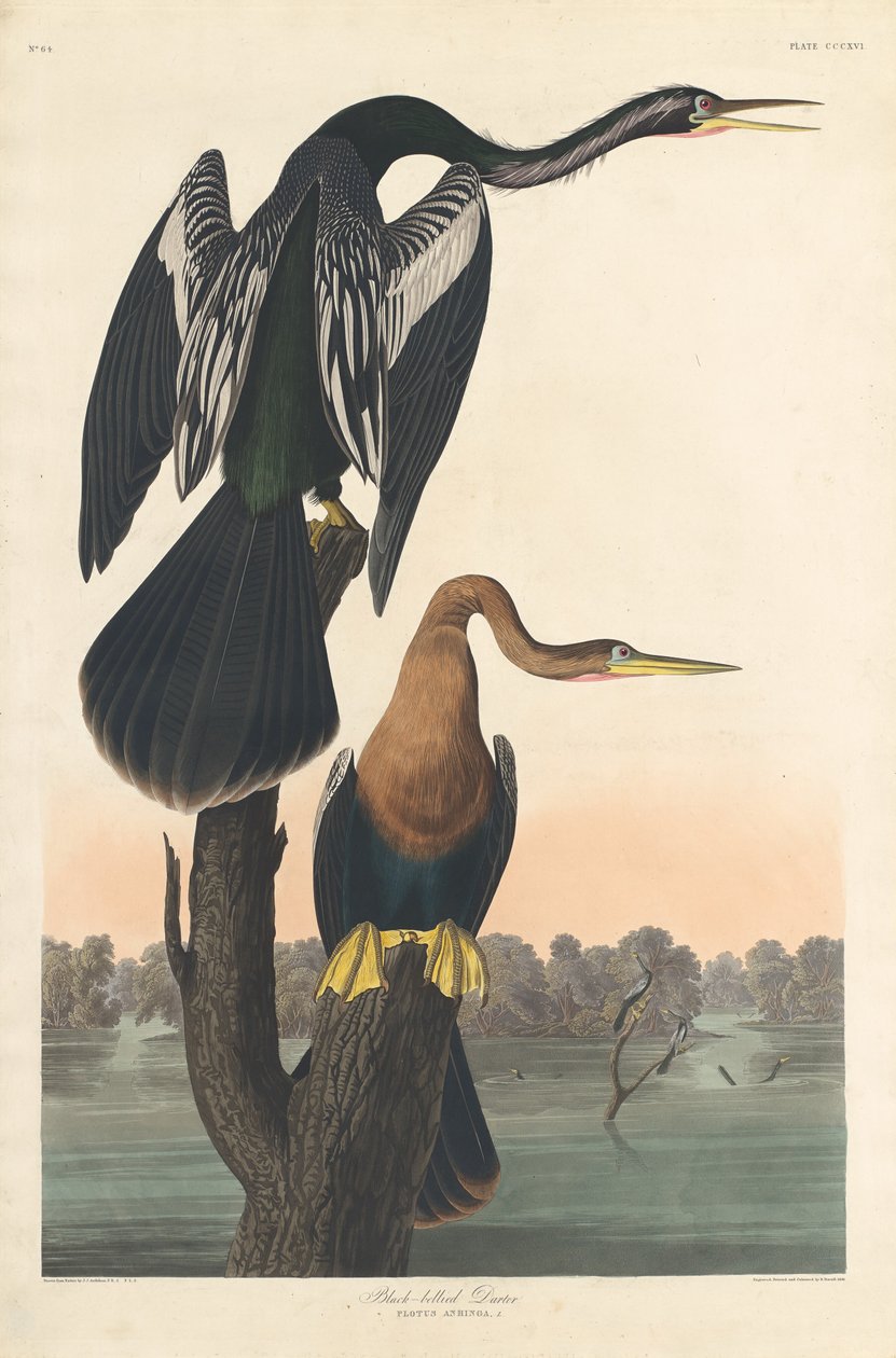 Anhinga da Robert Havell after John James Audubon