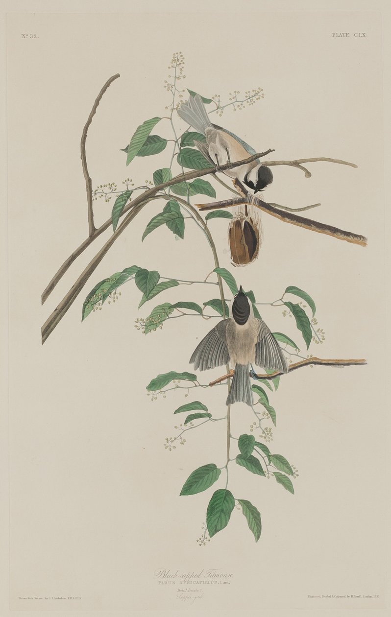 Cincia dal cappuccio nero da Robert Havell after John James Audubon