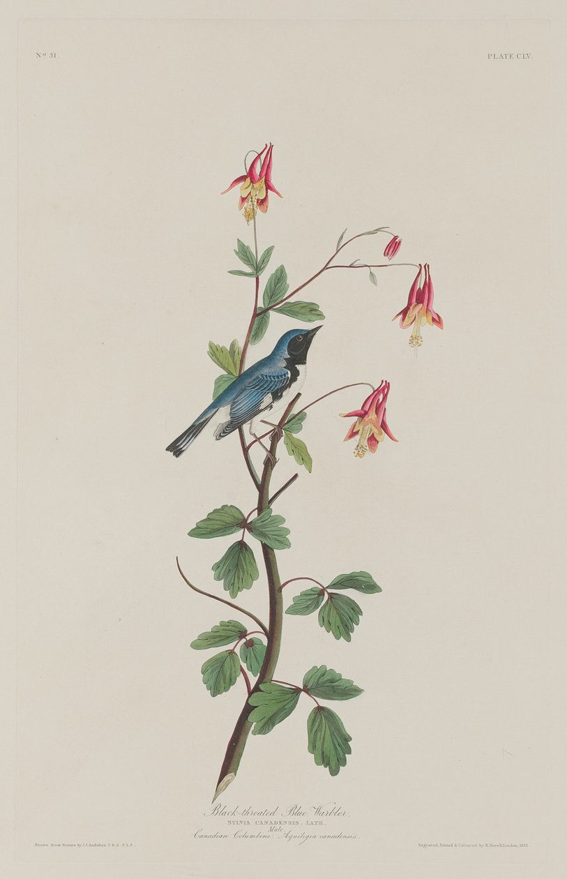 Parula blu dalla gola nera da Robert Havell after John James Audubon