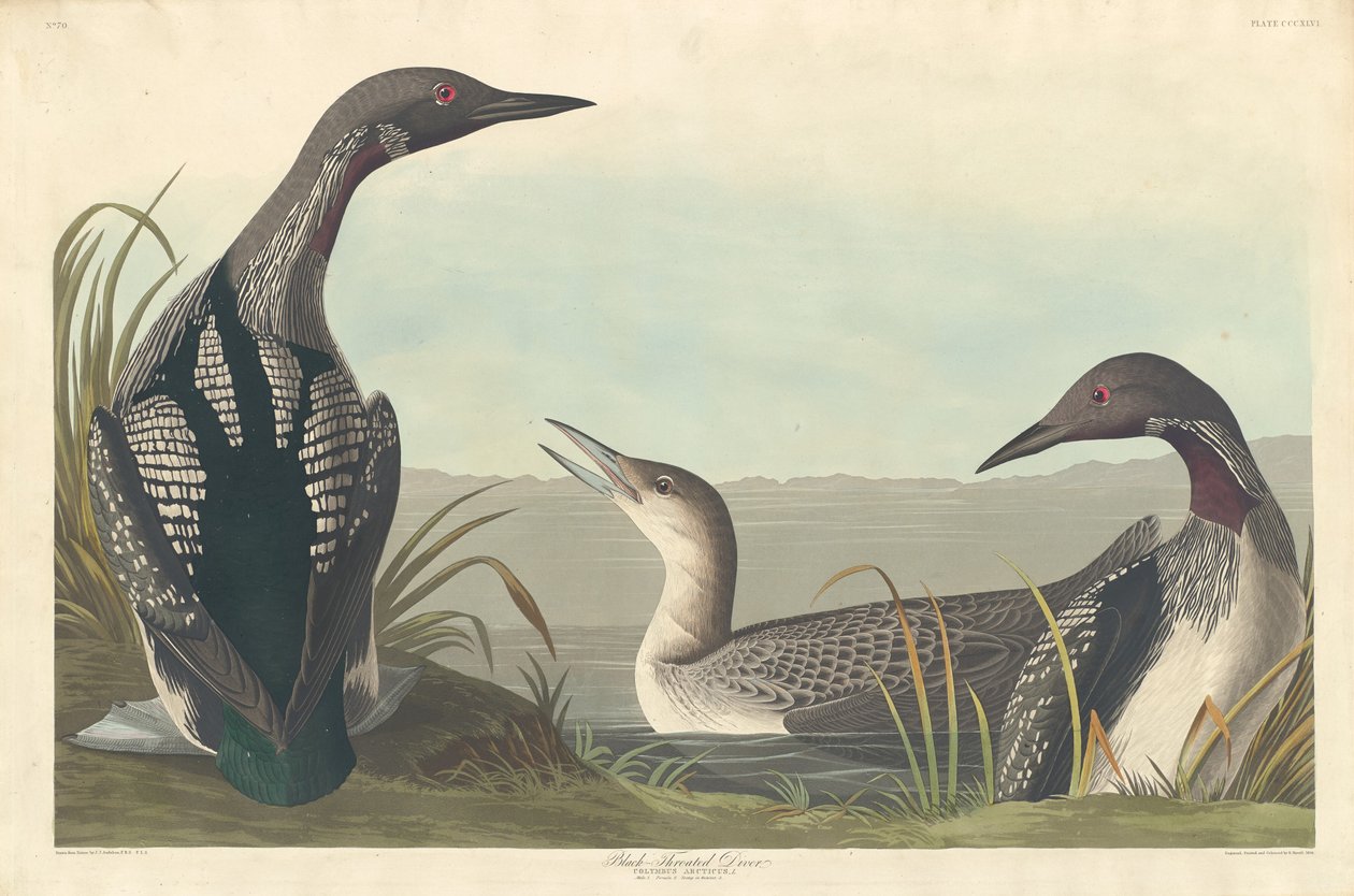 Strolaga dal collo nero da Robert Havell after John James Audubon