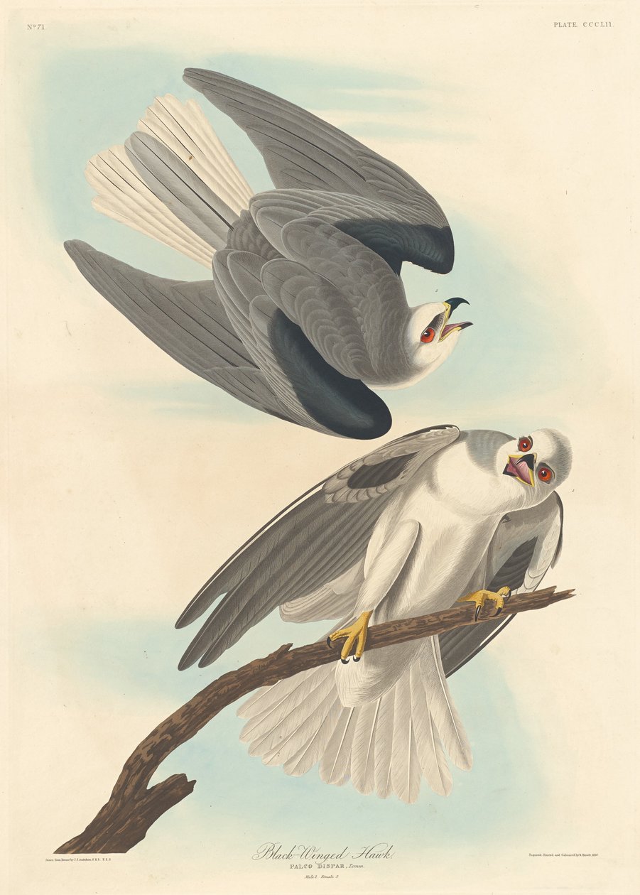 Falco dalle ali nere da Robert Havell after John James Audubon