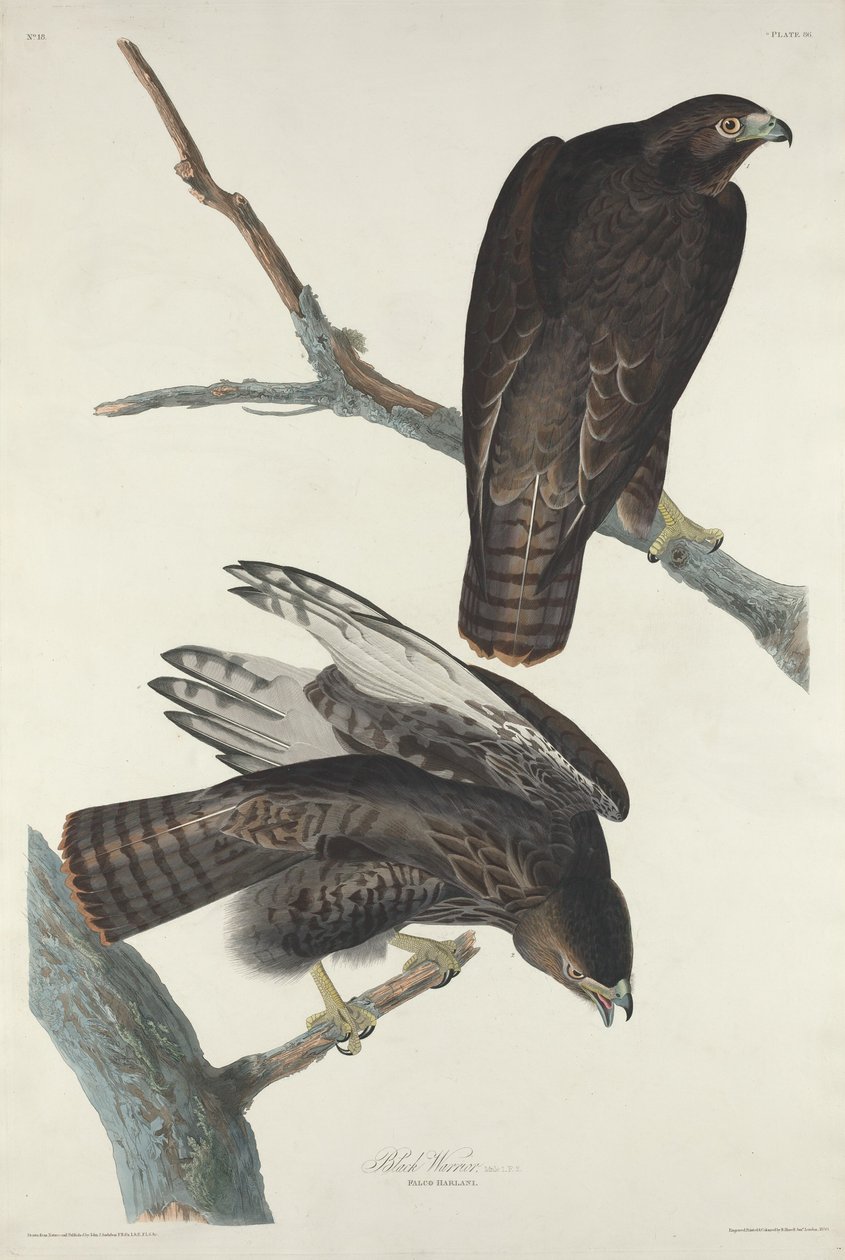 Guerriero nero da Robert Havell after John James Audubon