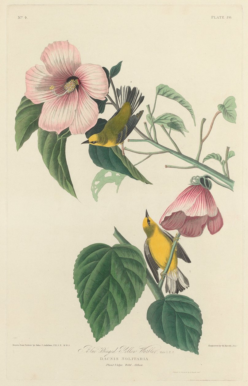 Parula dalle ali blu e gialla da Robert Havell after John James Audubon