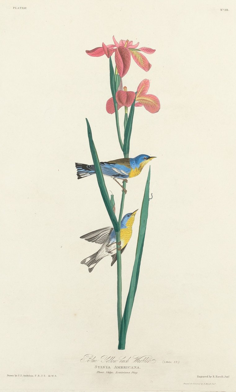 Parula dal dorso blu e giallo da Robert Havell after John James Audubon