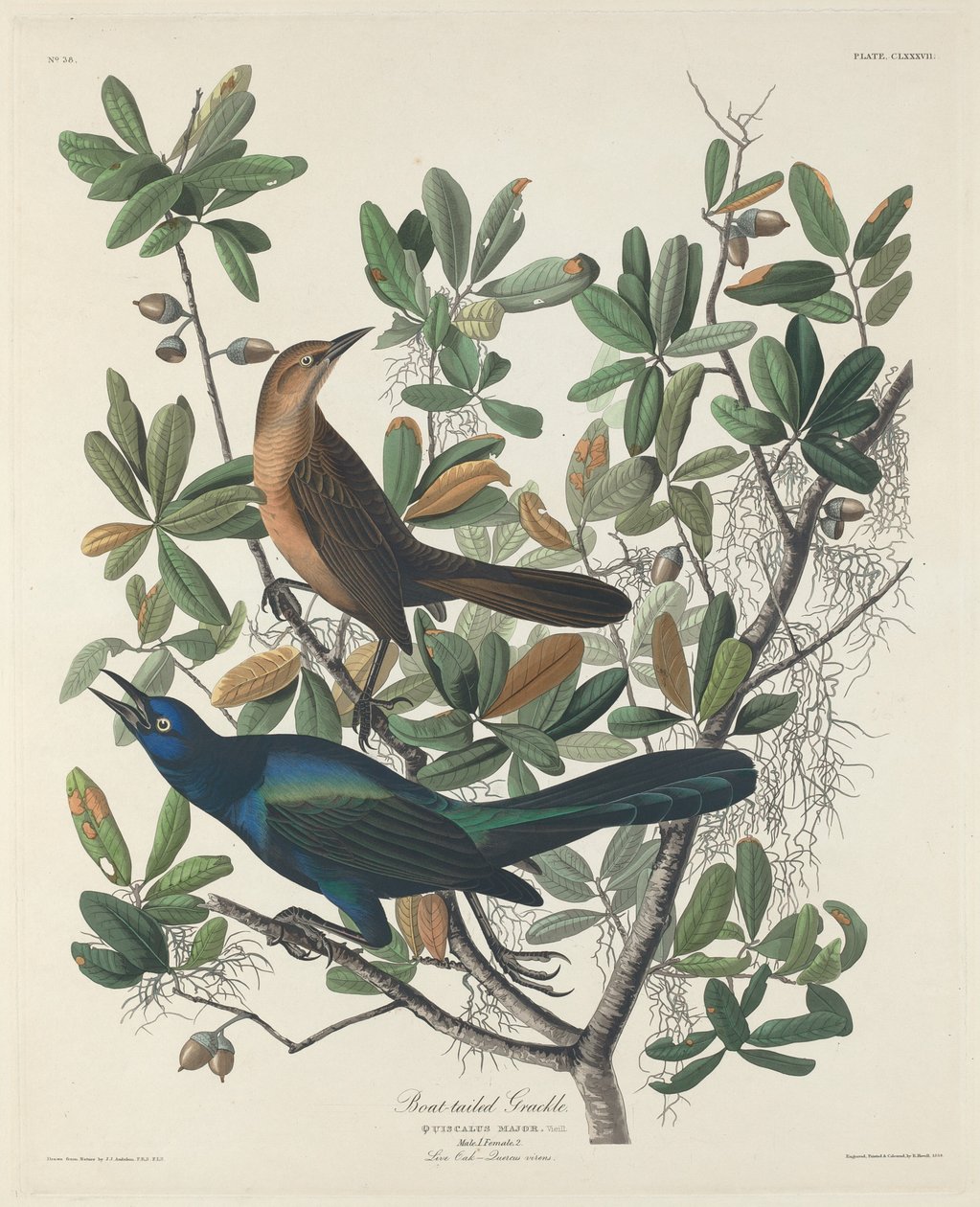 Grackle dalla coda a barca da Robert Havell after John James Audubon