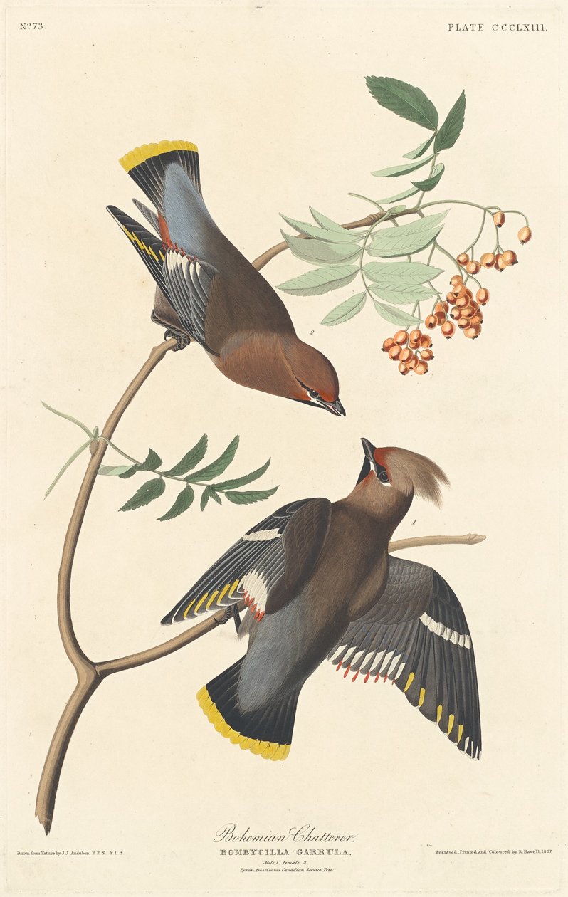 Chiacchierone Boemo da Robert Havell after John James Audubon