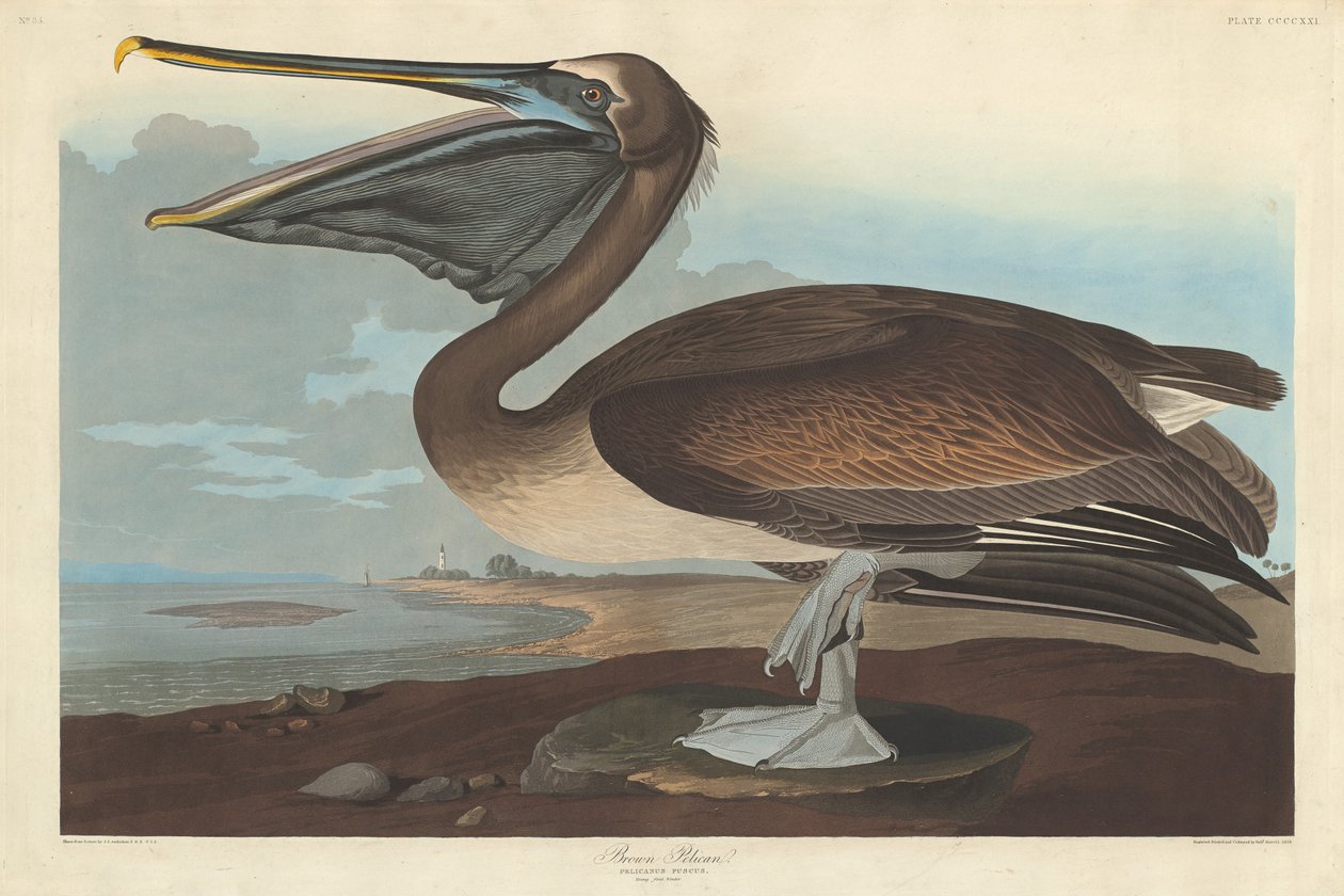 Pellicano bruno da Robert Havell after John James Audubon