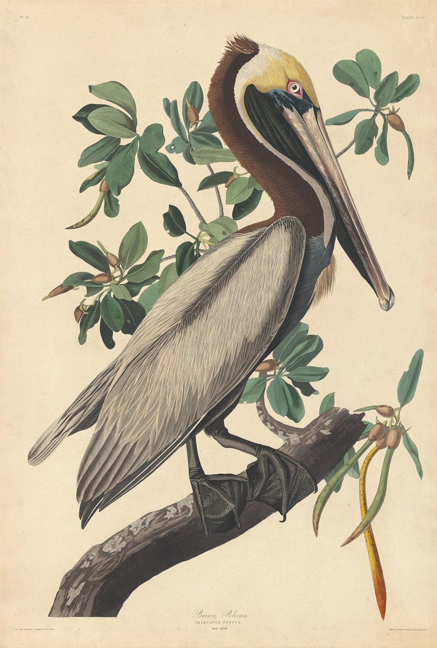 Pellicano bruno da Robert Havell after John James Audubon