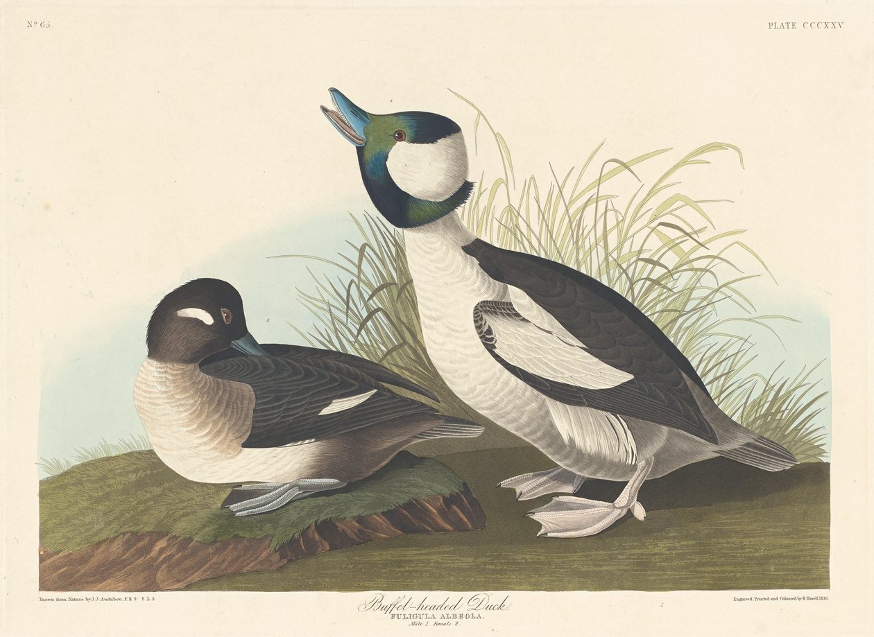 Anatra buffel-headed da Robert Havell after John James Audubon