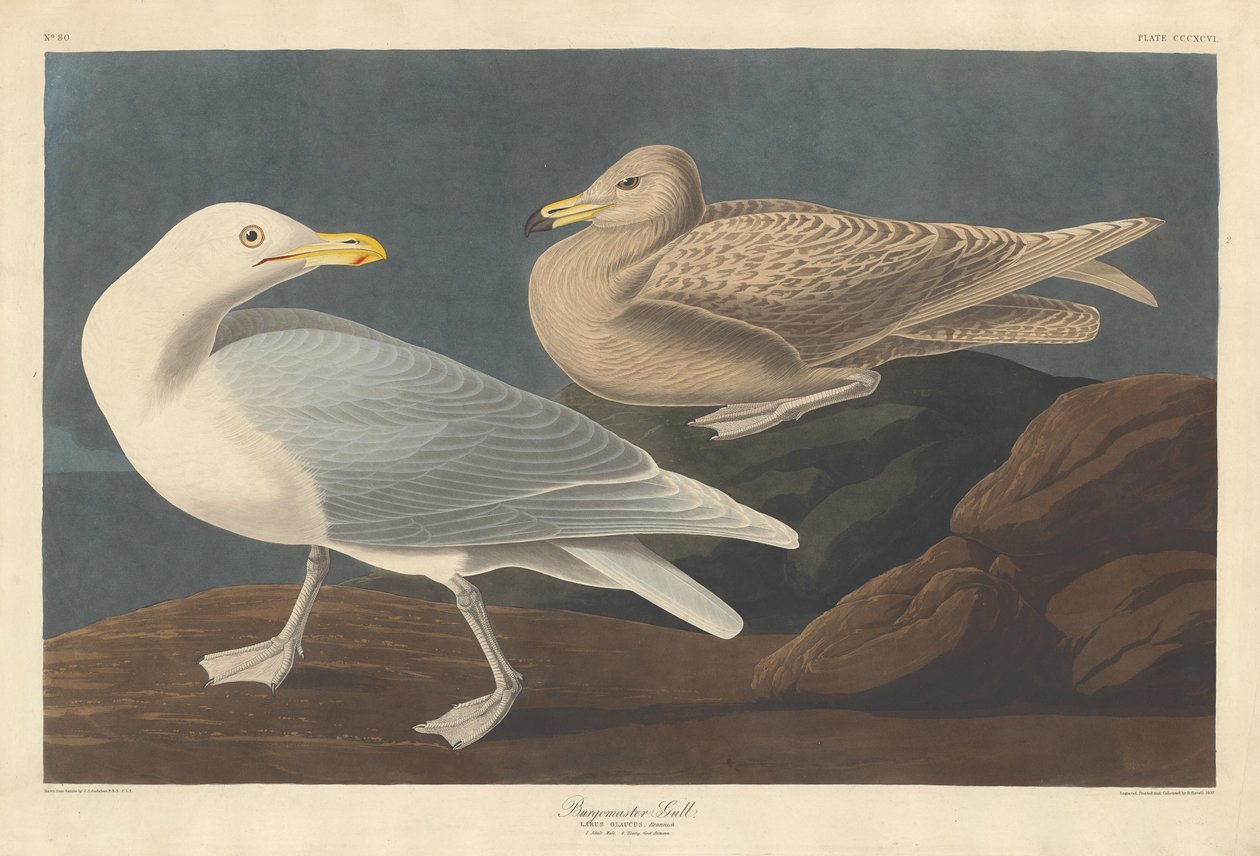 Borgomastro Gull da Robert Havell after John James Audubon