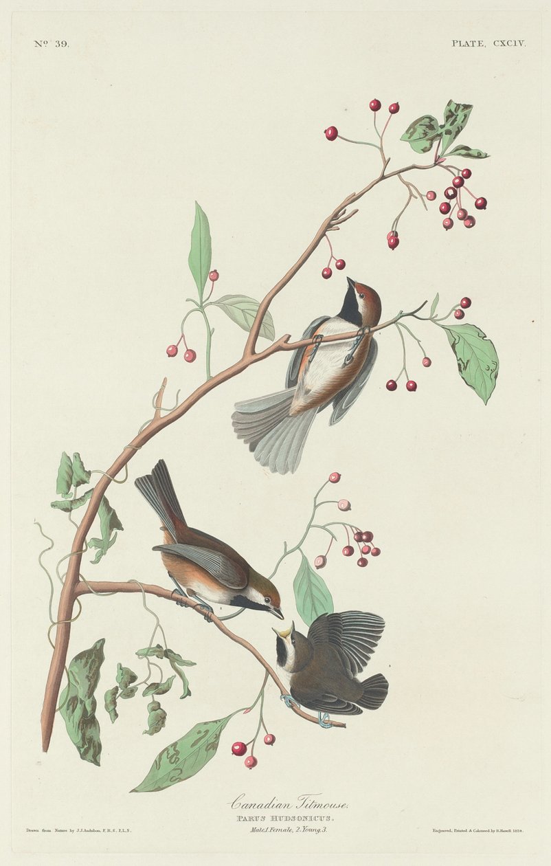 Cincia Canadese da Robert Havell after John James Audubon