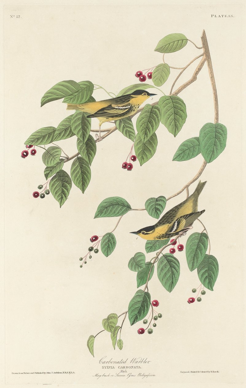 Beccafico Carbonato da Robert Havell after John James Audubon