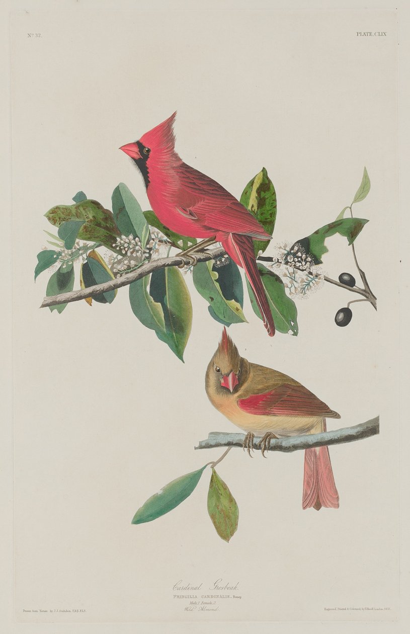 Cardinale Grosbeak da Robert Havell after John James Audubon