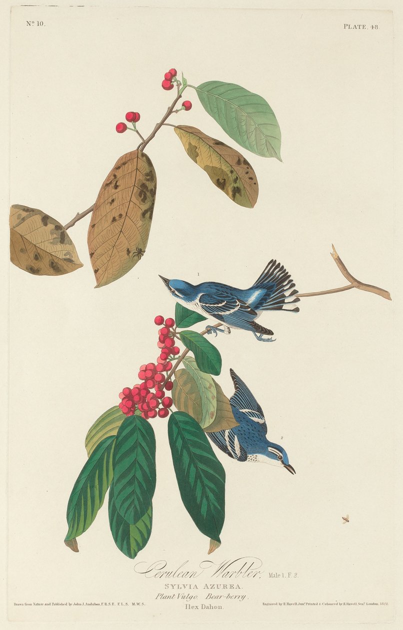 Parula Cerulea da Robert Havell after John James Audubon