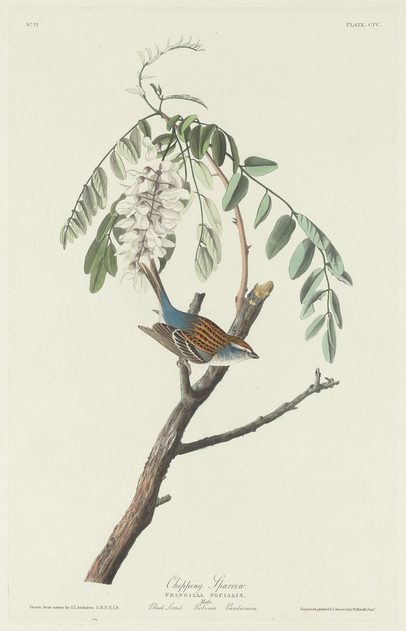 Passero trinciatore da Robert Havell after John James Audubon