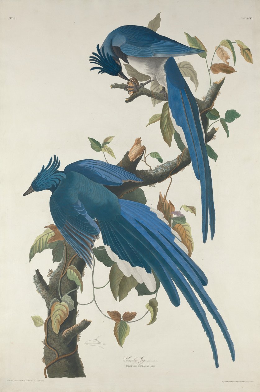 Ghiandaia di Columbia da Robert Havell after John James Audubon
