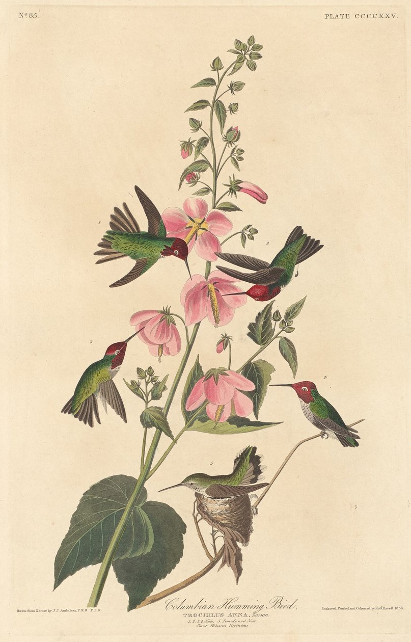 Colibrì colombiano da Robert Havell after John James Audubon
