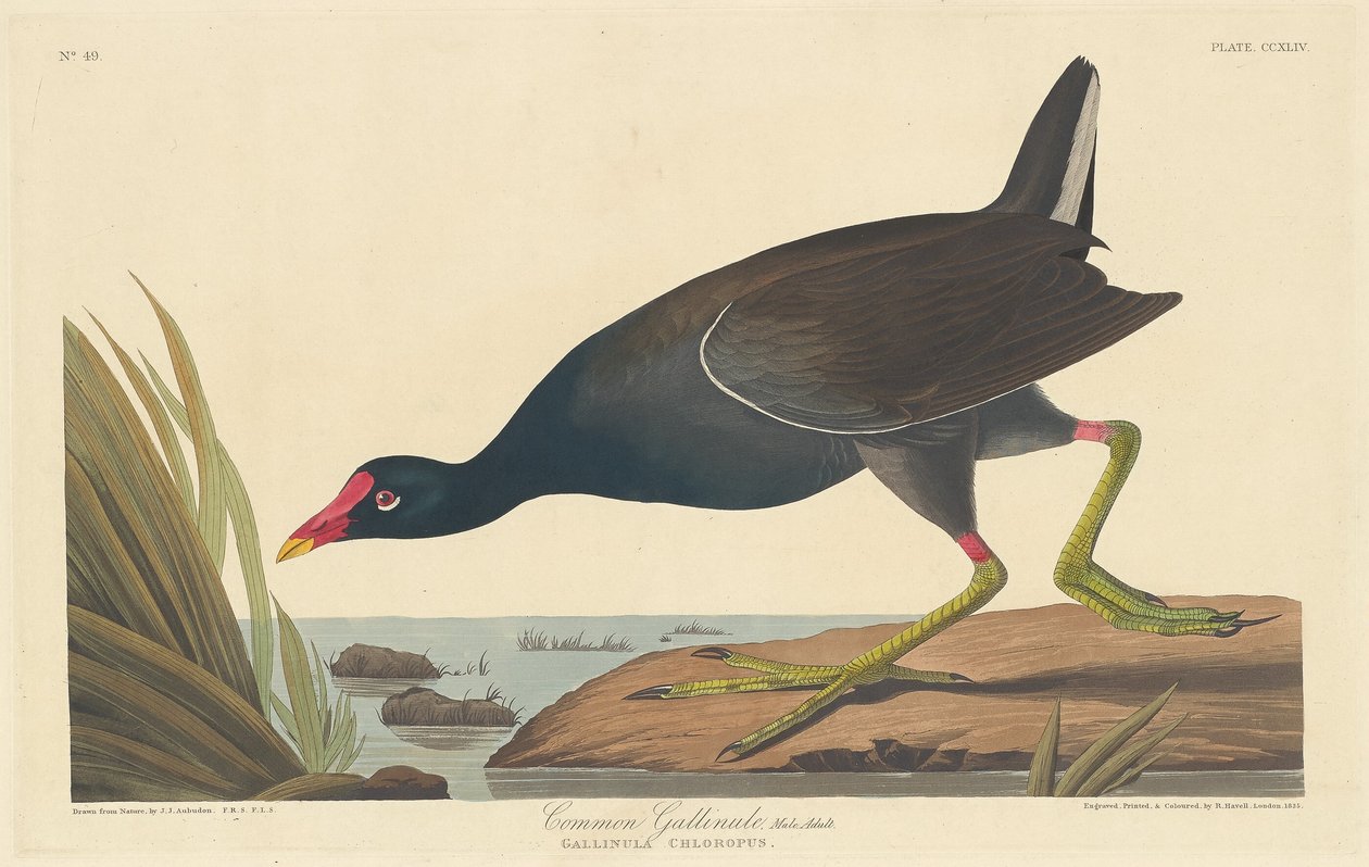 Gallinella comune da Robert Havell after John James Audubon