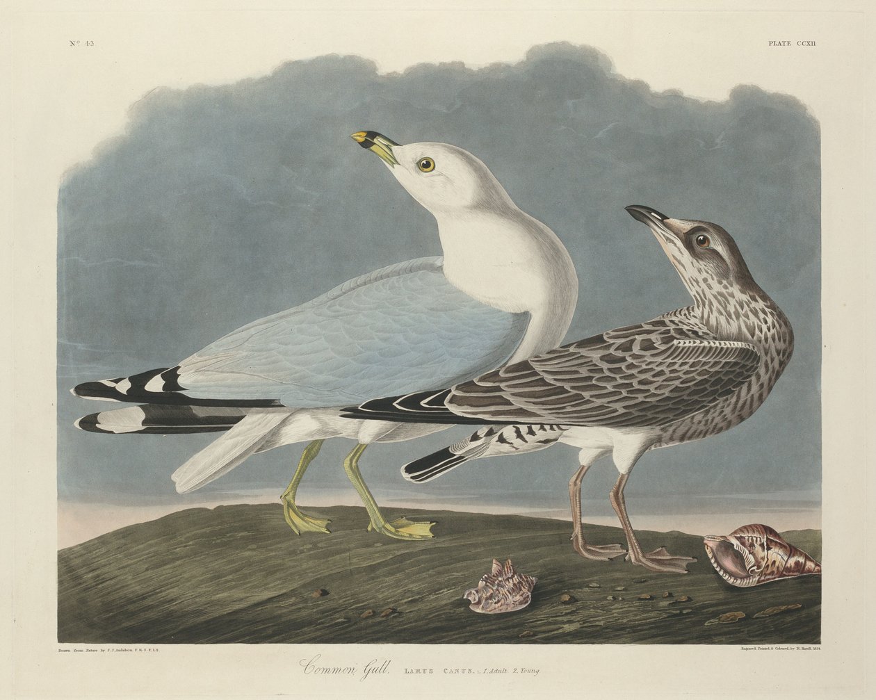 Gabbiano comune da Robert Havell after John James Audubon
