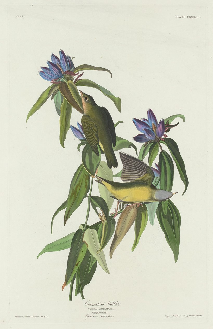 Parula del Connecticut da Robert Havell after John James Audubon