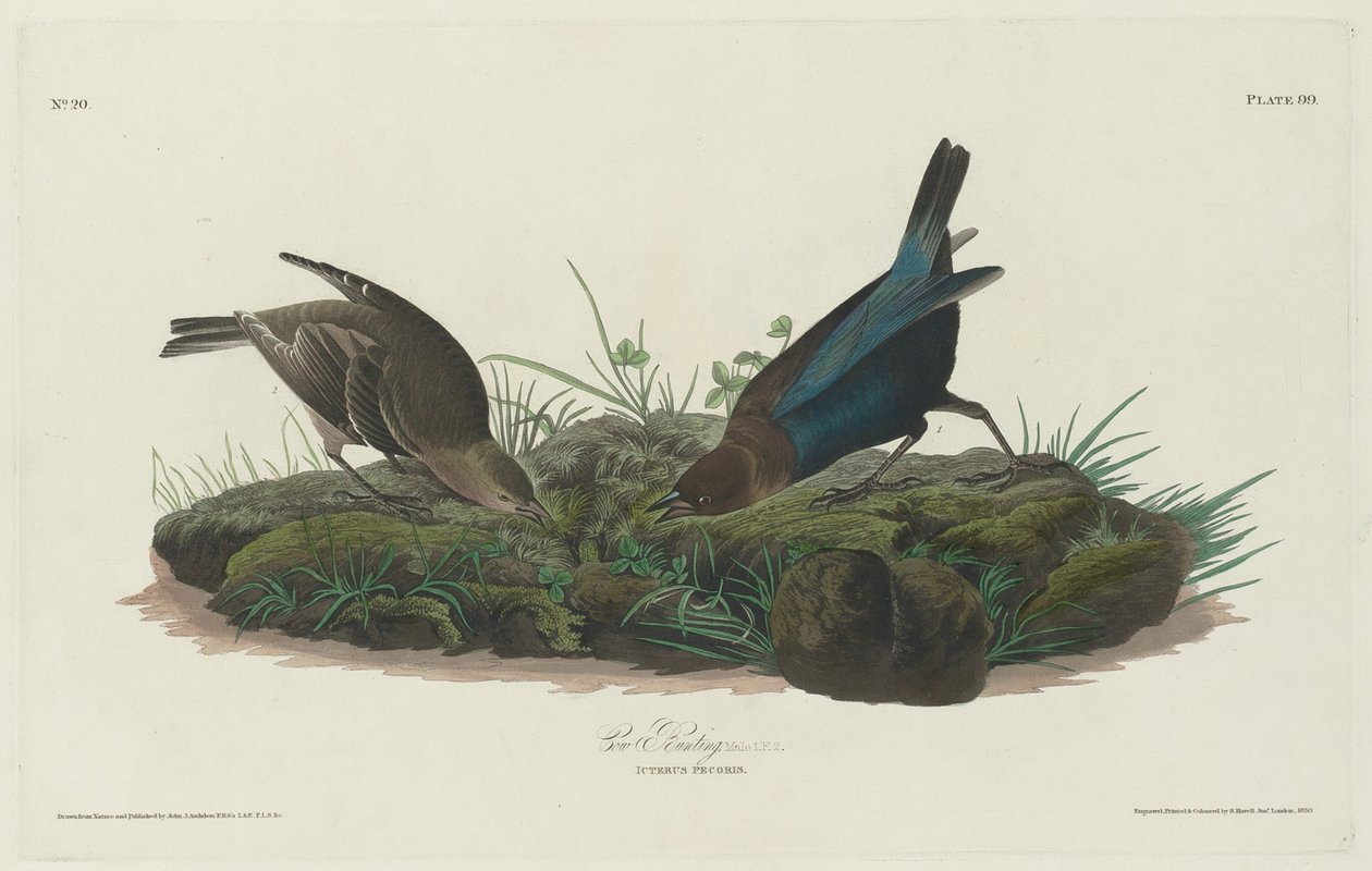 Vagabondo da Robert Havell after John James Audubon